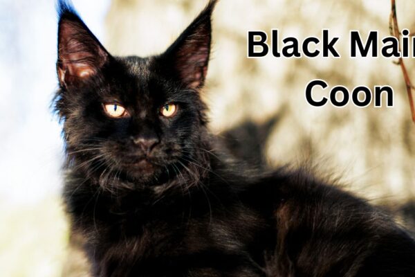 Black Maine Coon