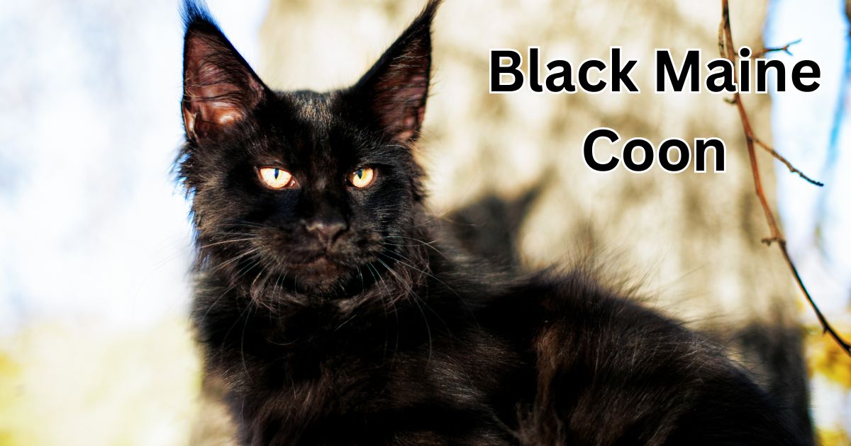 Black Maine Coon