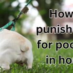 how to punish dogs for pooping in house