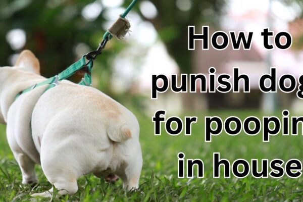 how to punish dogs for pooping in house