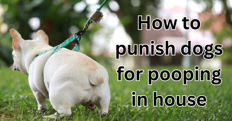 how to punish dogs for pooping in house