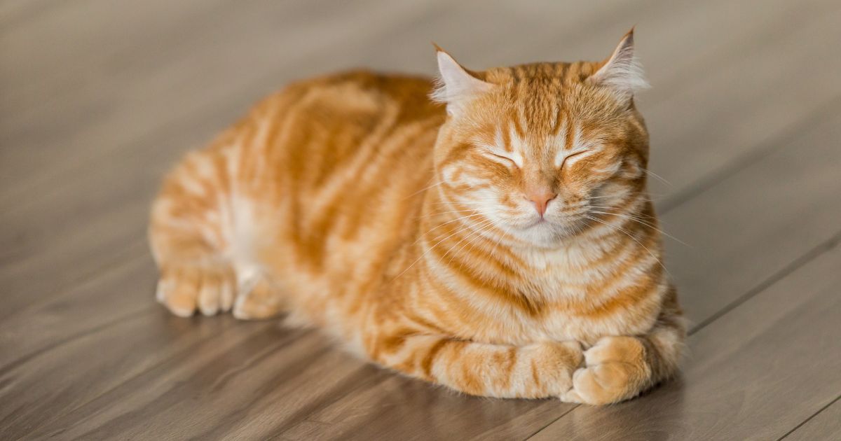 orange cat behavior 