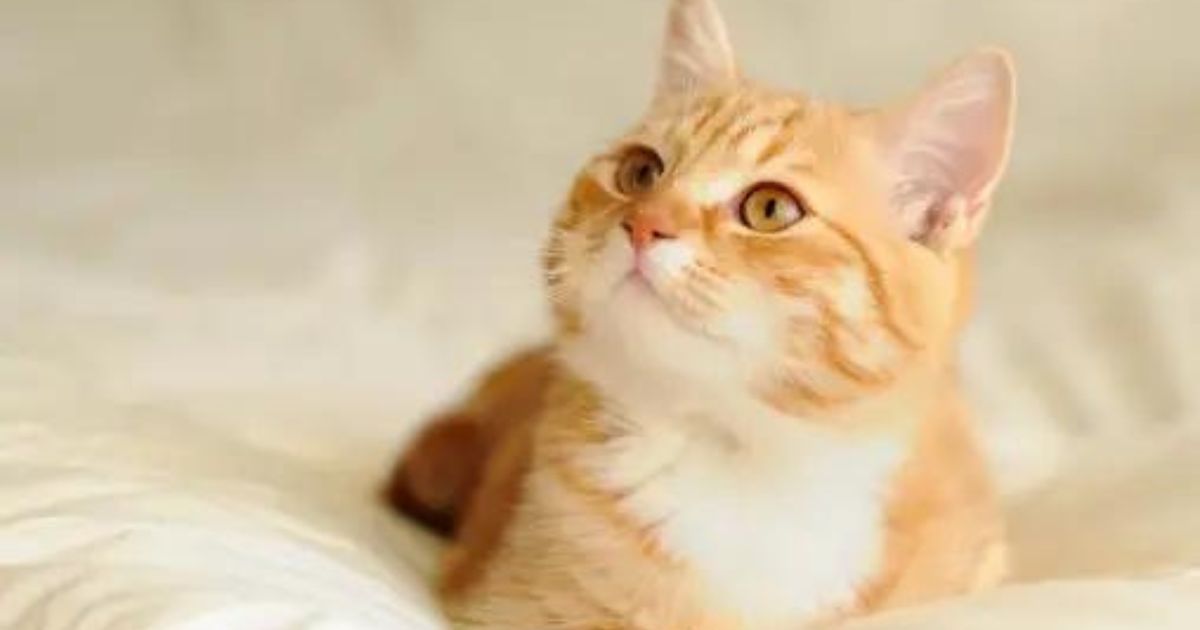 orange cat behavior 