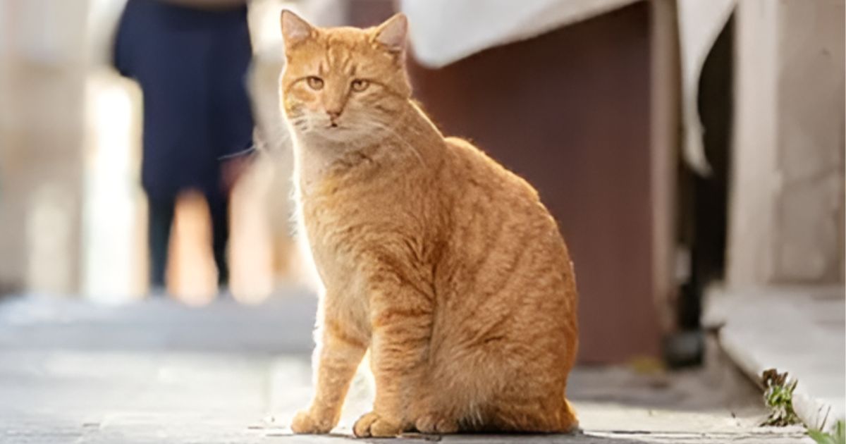 orange cat behavior 