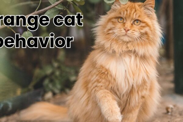 orange cat behavior