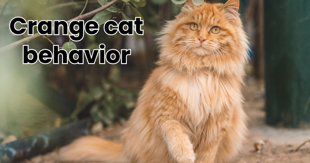 orange cat behavior