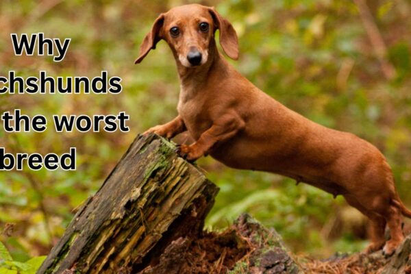 why dachshunds are the worst breed.