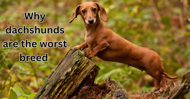 why dachshunds are the worst breed.